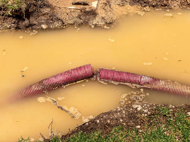 Best Mold removal after water damage  in East Highland Park, VA